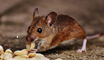 24 Hour & Emergency Exterminators in Washington Ch, OH